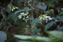 Crotalaria heyneana